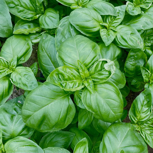 Basil Verred Green Seeds