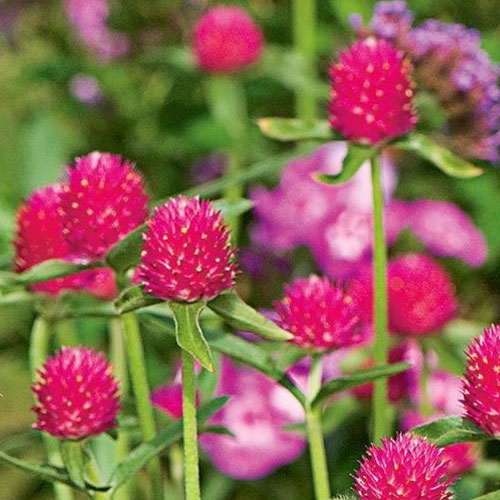 Gomphrena Pink Seeds