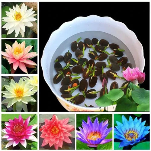 Japanese Bonsai Multicolor Bowl Lotus Seeds