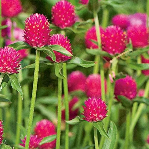 Gomphrena Pink Seeds