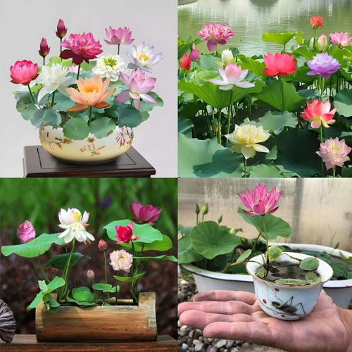 Japanese Bonsai Multicolor Bowl Lotus Seeds