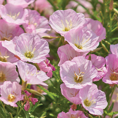 Oenothera Speciosa Pink Evening Primrose Flower Seeds