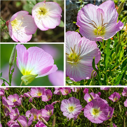 Oenothera Speciosa Pink Evening Primrose Flower Seeds