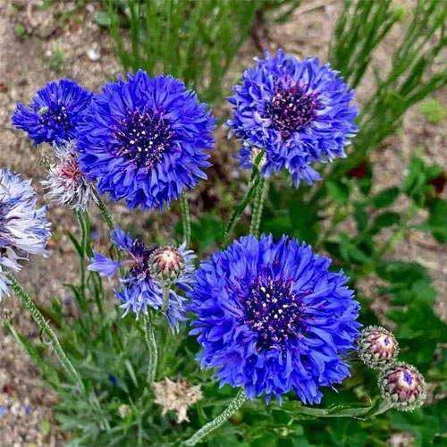 Cornflower Blue Flower Seeds