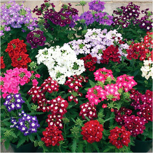 Verbena Hybrida Mix Seeds