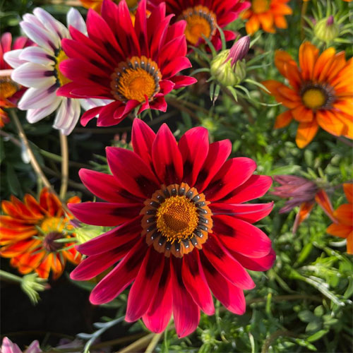 Gazania Sunshine Hybrids Mix Seeds