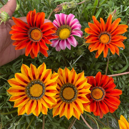 Gazania Sunshine Hybrids Mix Seeds