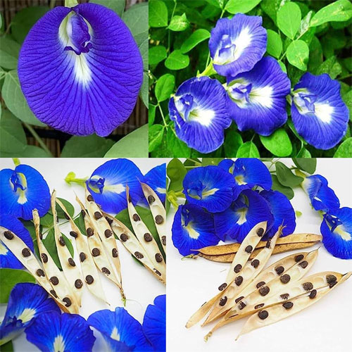 Aparajitha Blue Butterfly Pea Flower Seeds