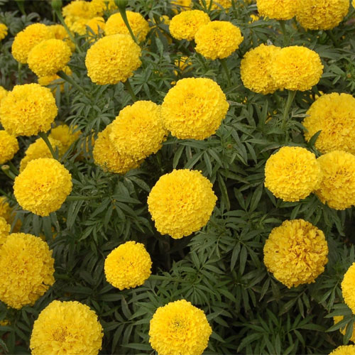 Marigold Pusa Basanti Yellow Genda Seeds