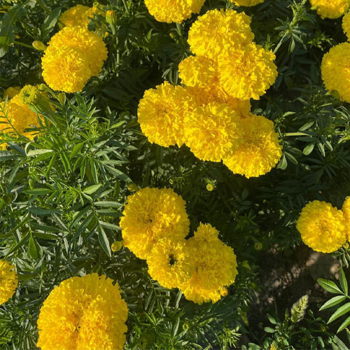 Marigold Pusa Basanti Yellow Genda Seeds