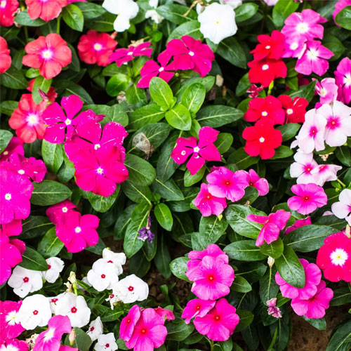 Vinca Rosea Pacifica Dwarf Mix Seeds