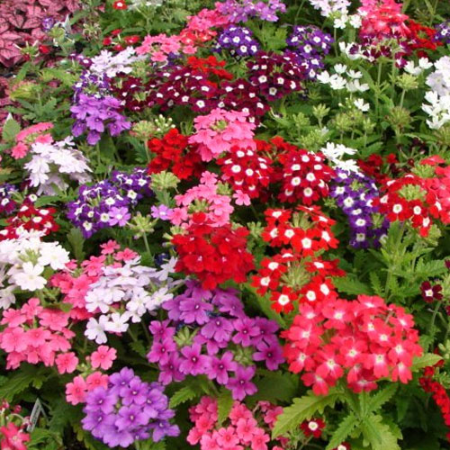 Verbena Hybrida Mix Seeds