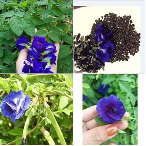 Aparajitha Blue Butterfly Pea Flower Seeds