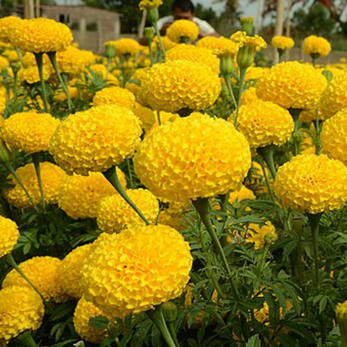 Marigold Pusa Basanti Yellow Genda Seeds