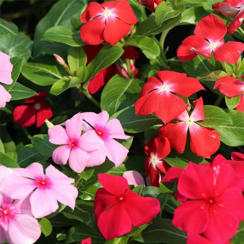 Vinca Rosea Pacifica Dwarf Mix Seeds