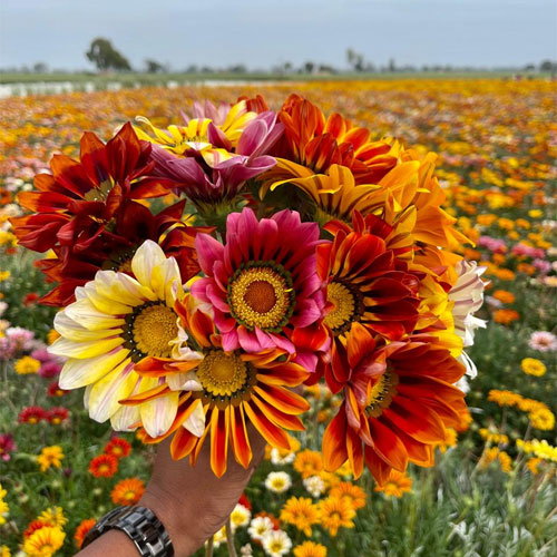 Gazania Sunshine Hybrids Mix Seeds