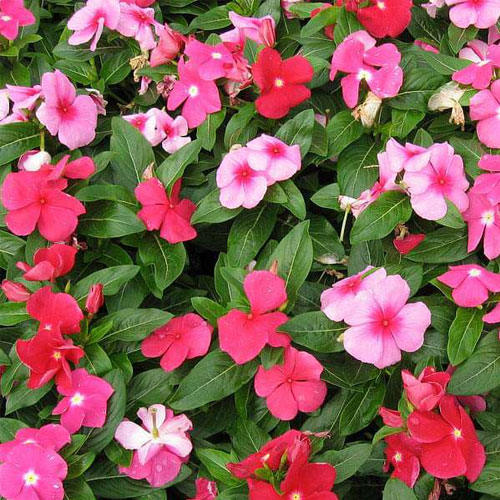 Vinca Rosea Pacifica Dwarf Mix Seeds