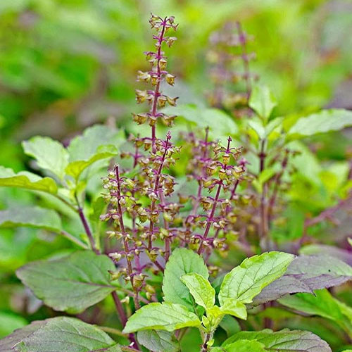 Tulsi Holy Basil Rama Tulsi Herb Seeds