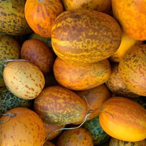 FOOT KACHRI Kakri Cucumber Melon Seeds