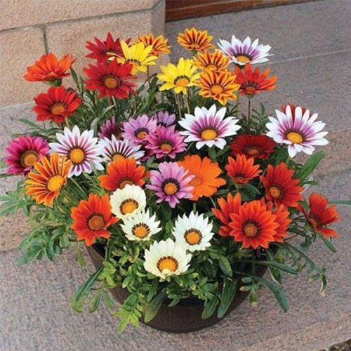Gazania Star Light Dwarf MIX Seeds