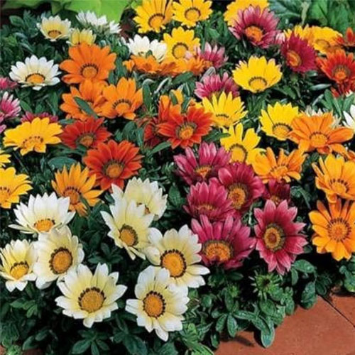 Gazania Star Light Dwarf MIX Seeds