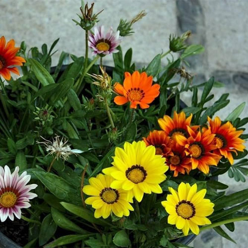 Gazania Star Light Dwarf MIX Seeds