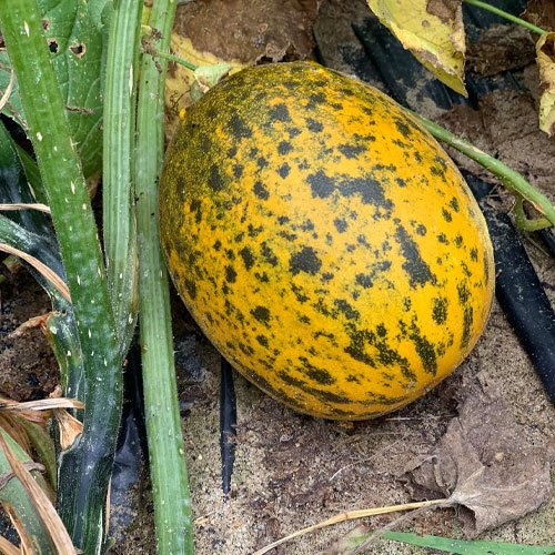 FOOT KACHRI Kakri Cucumber Melon Seeds