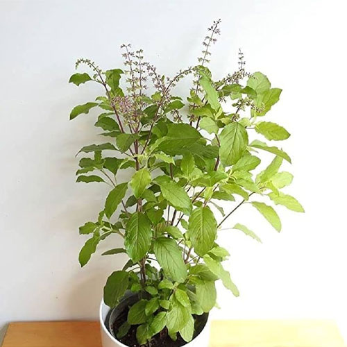 Tulsi Holy Basil Rama Tulsi Herb Seeds