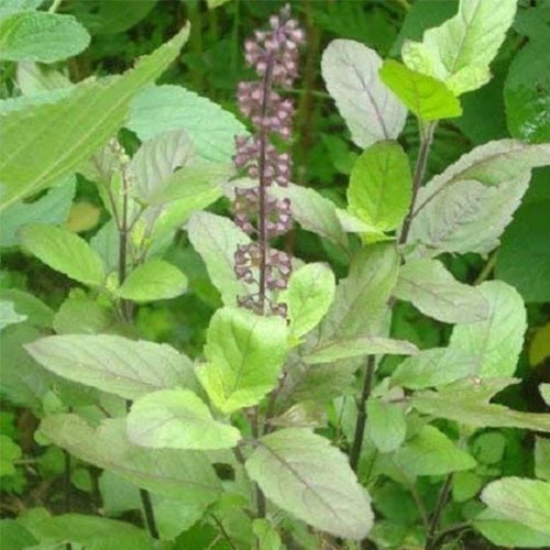 Tulsi Holy Basil Rama Tulsi Herb Seeds