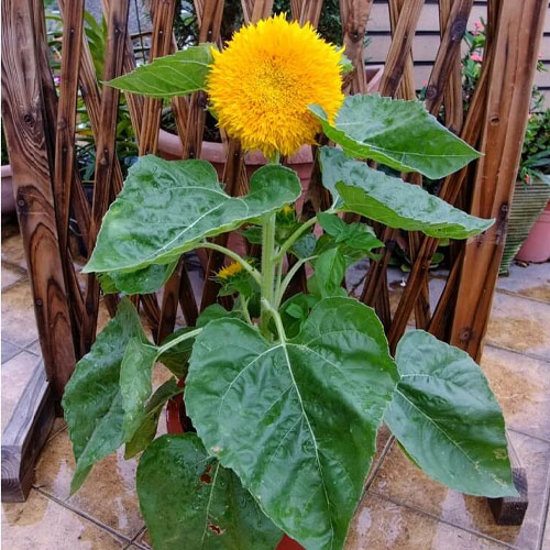 Sunflower Dwarf Teddy Bear Sungold Seeds