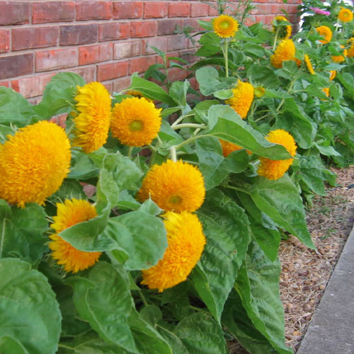 Sunflower Dwarf Teddy Bear Sungold Seeds
