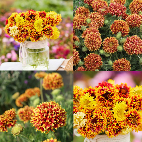 Gaillardia Double Mix Seeds