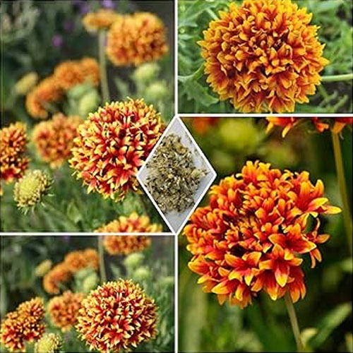 Gaillardia Double Mix Seeds