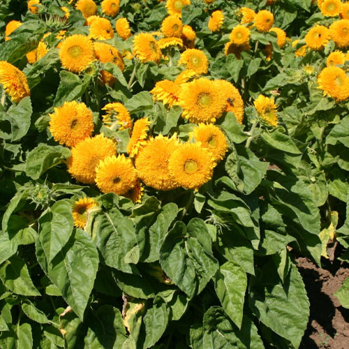 Sunflower Dwarf Teddy Bear Sungold Seeds