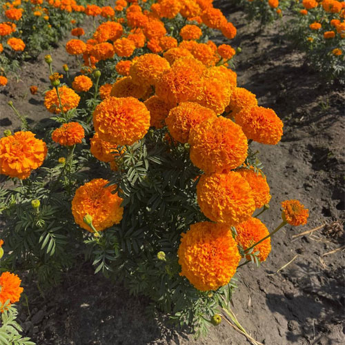 Marigold Hawaii Double Orange F2 Seeds