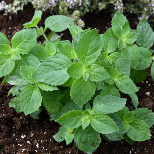 Lemon Mint Herb Seeds