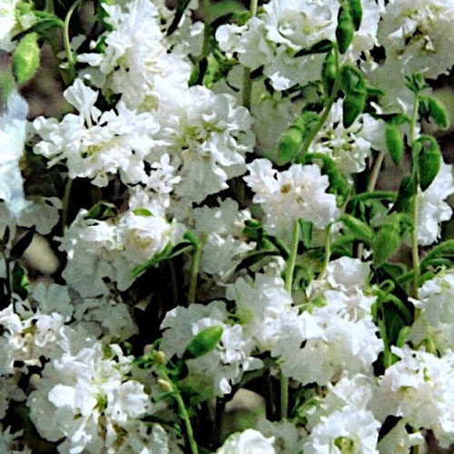 Clarkia Double White Seeds
