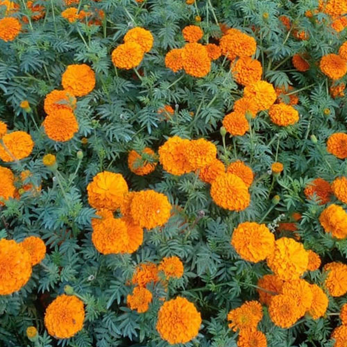 Marigold Orange Round Ball Seeds