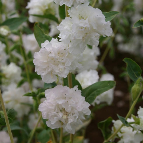 Clarkia Double White Seeds