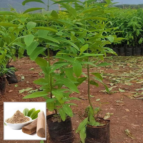 White Sandalwood Seeds