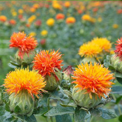 Safflower Orange Carthamus Flower Seeds