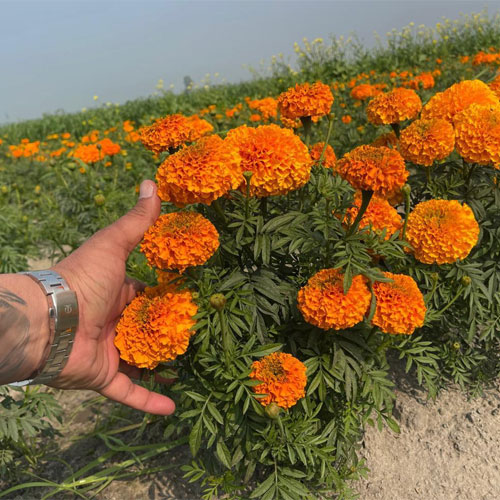 Marigold Hawaii Double Orange F2 Seeds