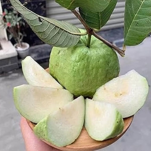 Guava White Psidium guajava Seeds