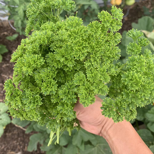 Parsley Moss Curled Seeds