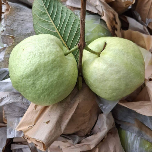 Guava White Psidium guajava Seeds