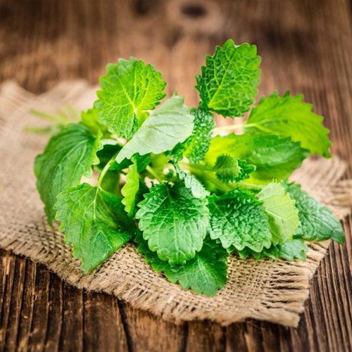 Lemon Mint Herb Seeds