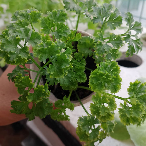 Parsley Moss Curled Seeds