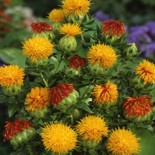 Safflower Orange Carthamus Flower Seeds