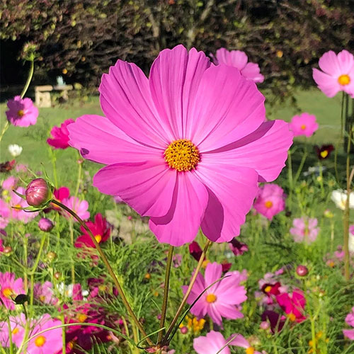 Cosmos Pink Sensation Seeds
