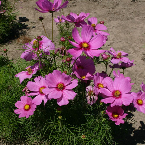 Cosmos Pink Sensation Seeds